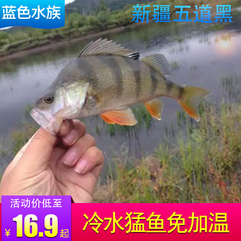 不加温五道黑冷水鱼淡水鱼