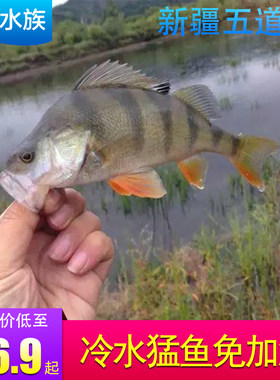 不加温五道黑冷水鱼淡水鱼