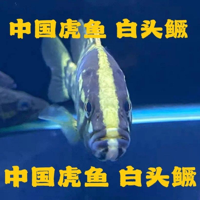 白头鳜互动王原生溪流鳜少鳞鳜桂花鱼凶猛肉食性鱼类定水开口发货 - 实物图