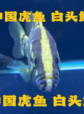 白头鳜互动王原生溪流鳜少鳞鳜桂花鱼凶猛肉食性鱼类定水开口发货