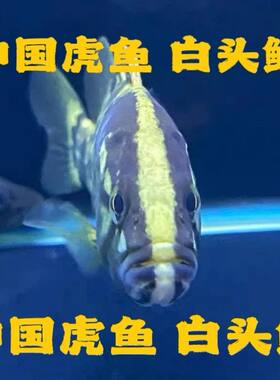 白头鳜互动王原生溪流鳜少鳞鳜桂花鱼凶猛肉食性鱼类定水开口发货