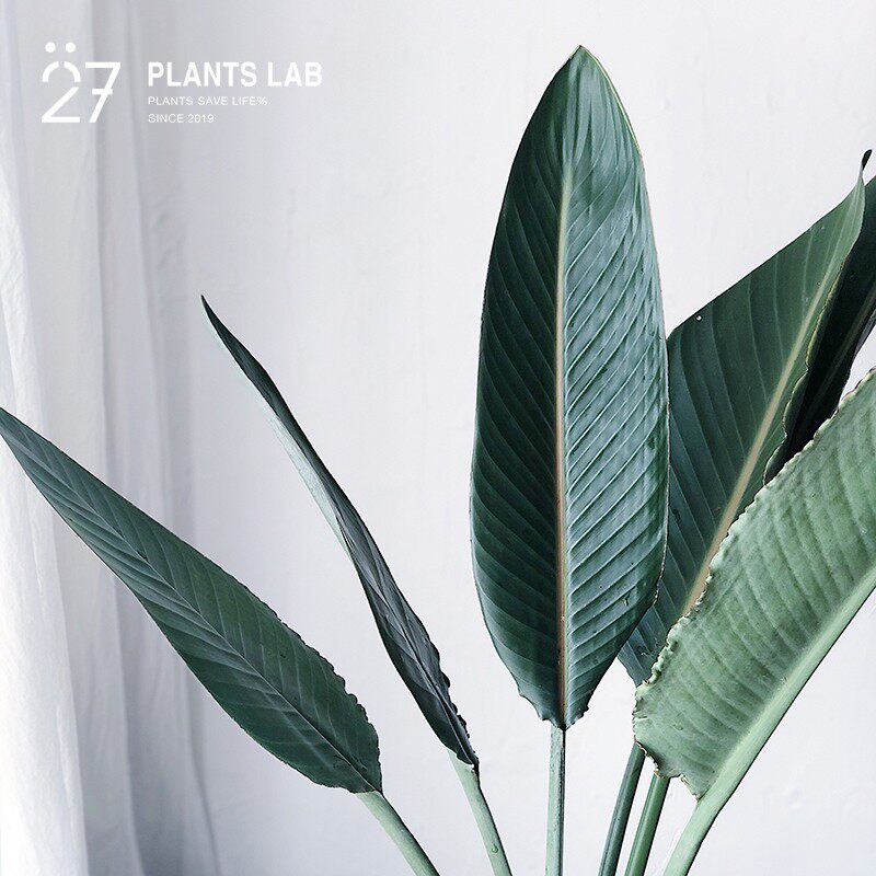 27植研所天堂鸟鹤望兰叶水培鲜切植物网红ins风超级耐养顺丰包邮