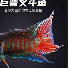 中国斗鱼原生冷水淡水好养耐活普叉鳑鲏菩萨懒人小型鱼免打氧活体
