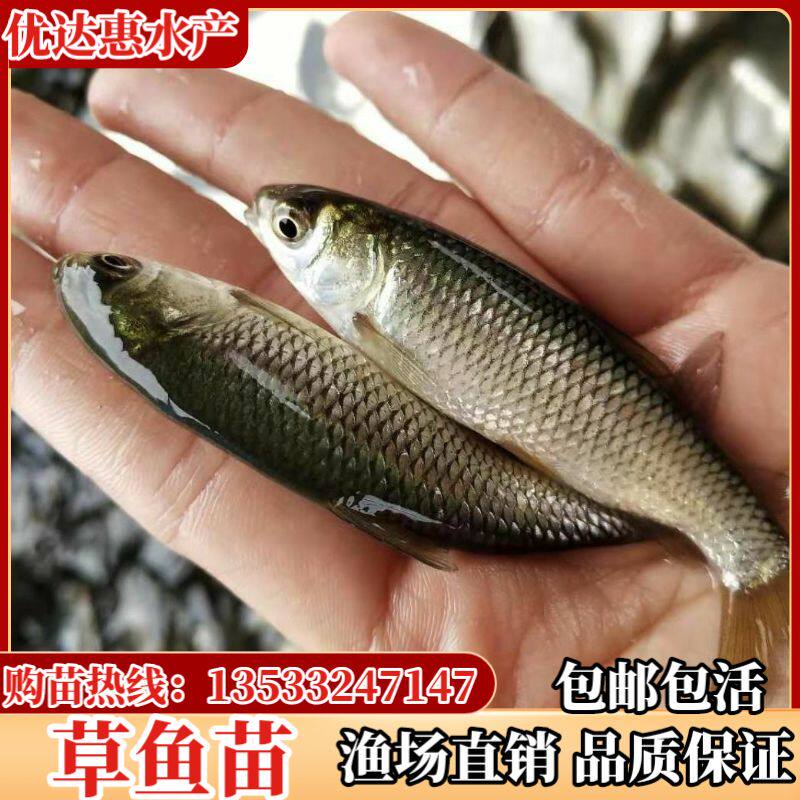 优质草鱼苗 鲩鱼已打疫苗草鱼草鲩鱼四大家鱼 脆肉鲩鱼苗包邮淡水