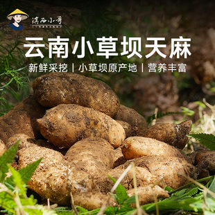 云南新鲜天麻煲汤炖鸡 现挖带泥发货 新鲜食材云南特产蔬菜