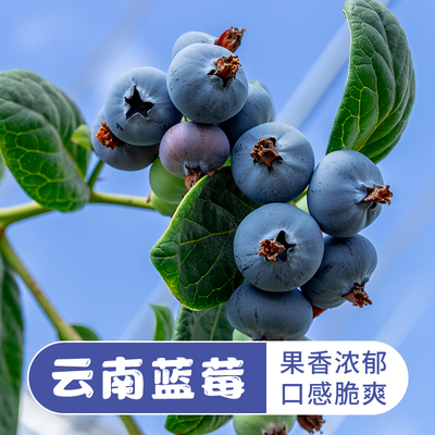 云南花香蓝莓500g新鲜水果鲜果甜脆浆果现摘顺丰