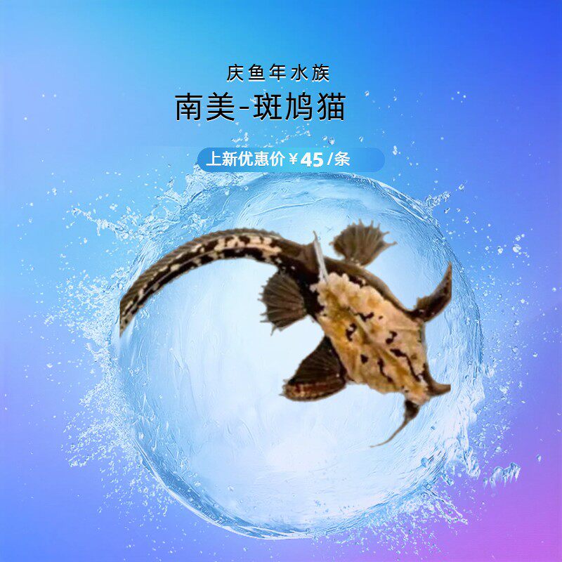 斑鸠猫鱼南美热带鱼观赏鱼工具鱼翻砂异型底栖鲶鱼五弦琴猫活体鱼