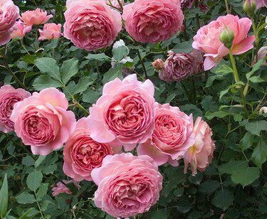 一加仑中苗路西法银禧庆典音乐厅神庵托马斯浪漫面纱芬芳宝石月季