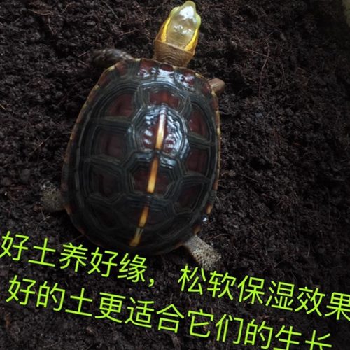 黄缘龟安缘专用优质腐殖土透气保湿松软无异味无人工化肥植物生长