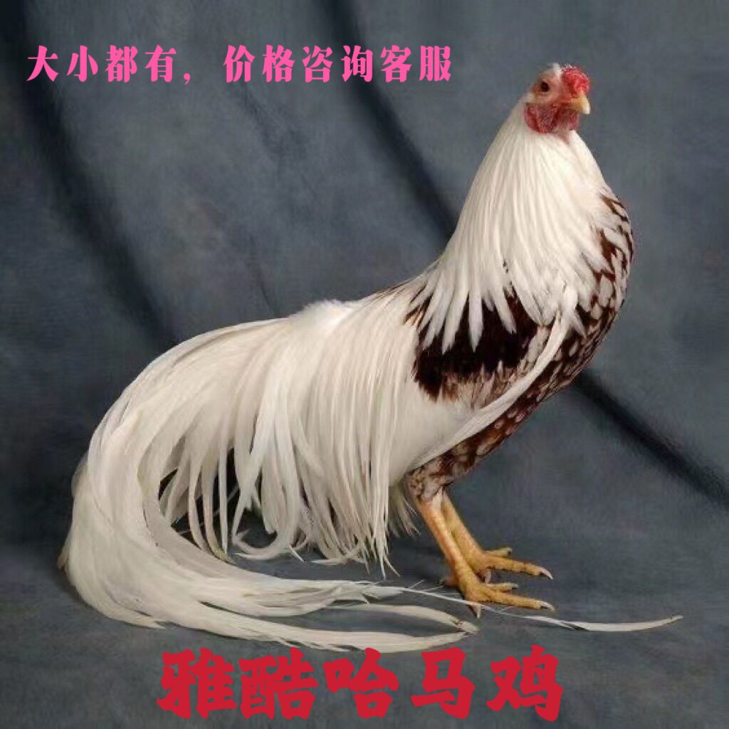 雅酷哈马鸡蛋高品质横滨观赏鸡蛋宠物鸡