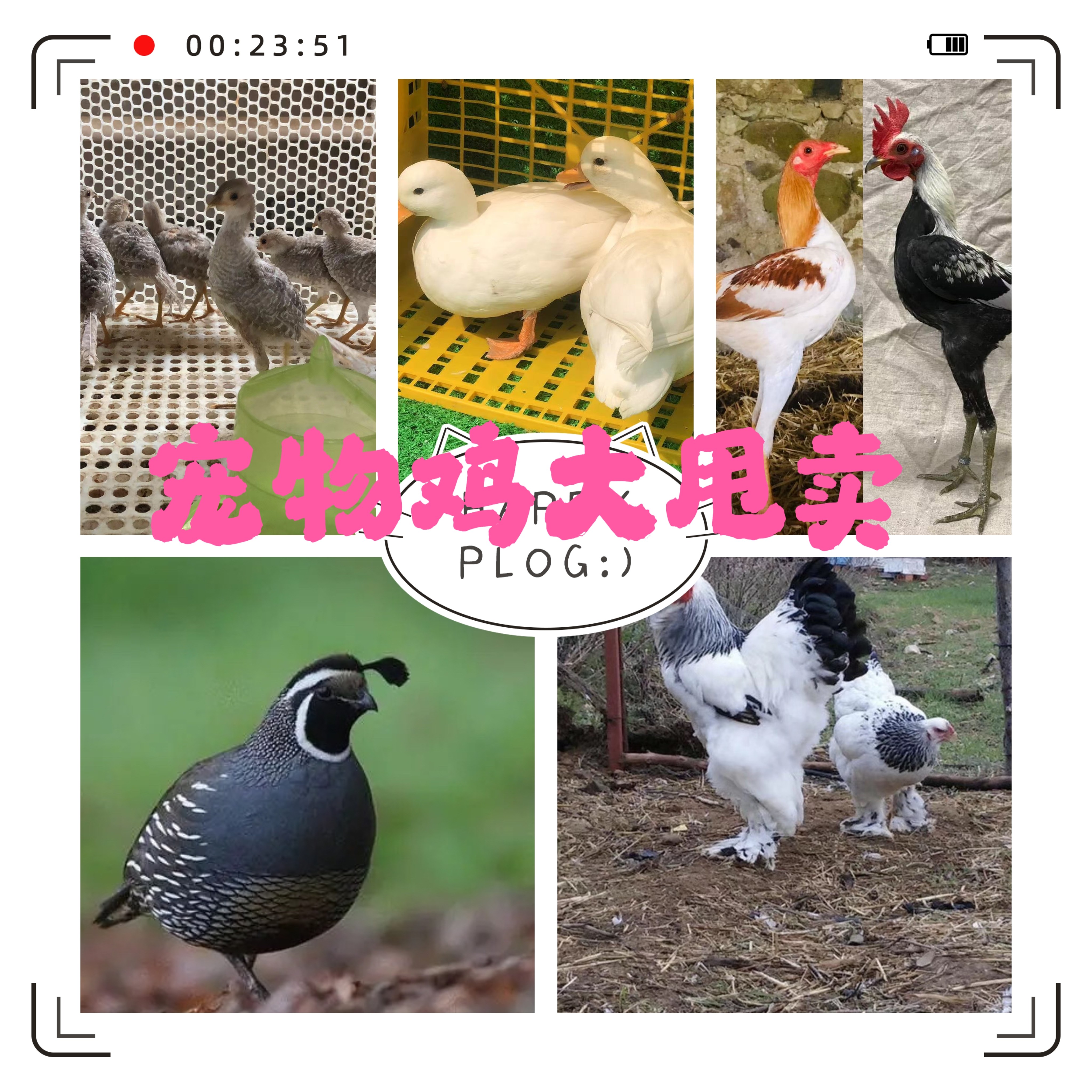 宠物鸡观赏鸡活鸡快递发货包活包健康