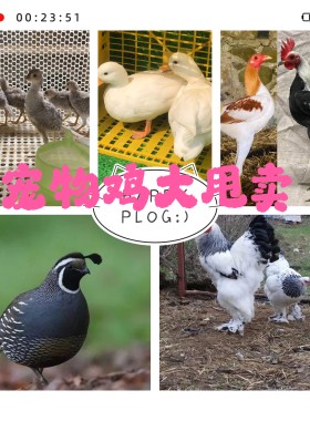 宠物鸡观赏鸡活鸡柯尔鸭快递发货包活包健康