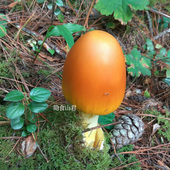 云南特产 黄罗雨伞 云南野生黄鹅蛋菌 野生菌干货