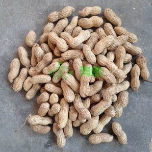 淘然自然农耕传统老品种带壳晒干花生2025年5斤 包邮