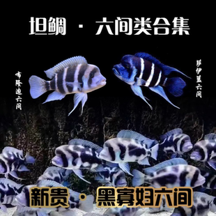 萨伊蓝六间布隆迪六间伊巴卡三湖慈鲷坦鲷热带鱼活体鱼观赏鱼