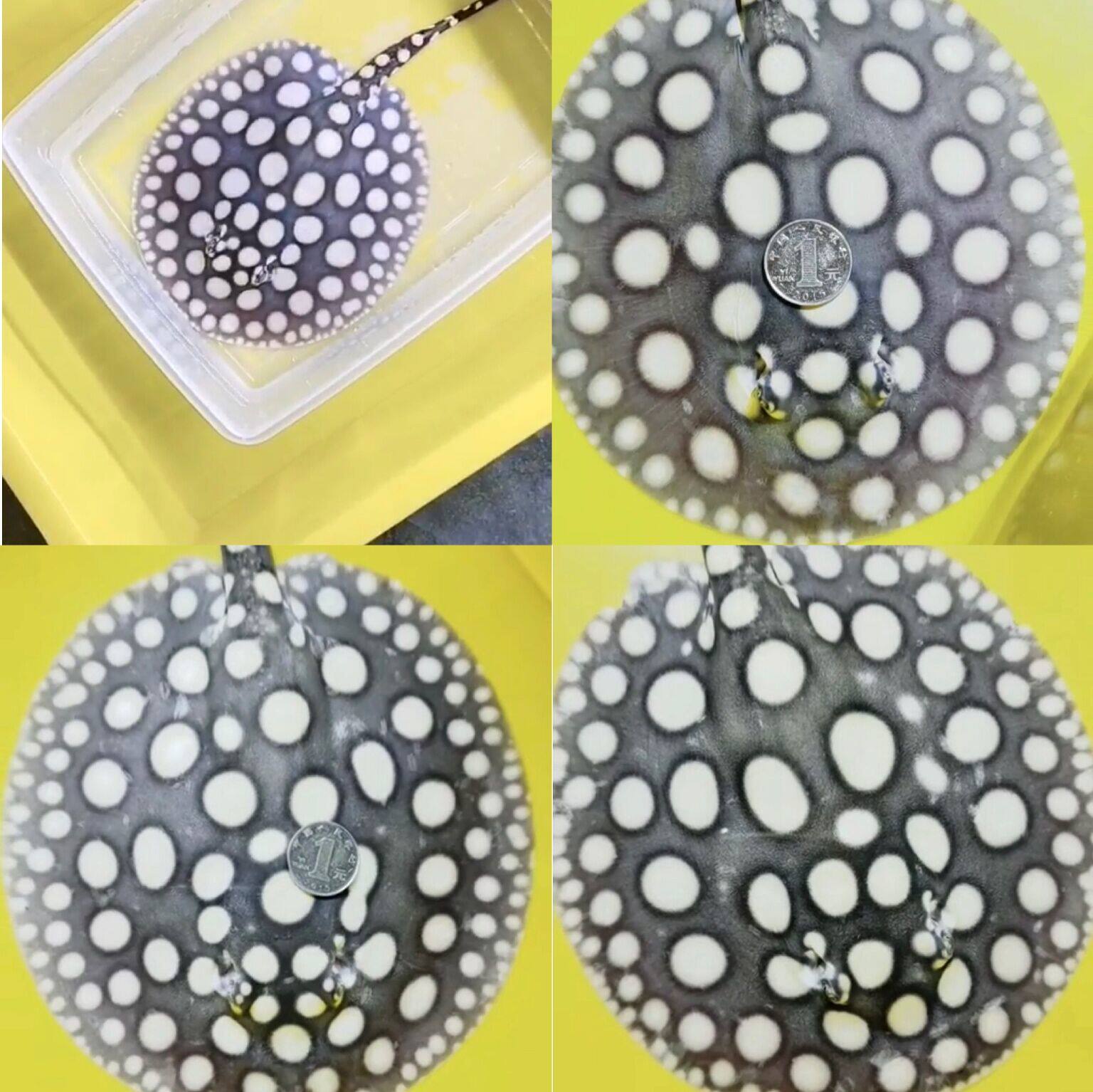 皇冠黑白魟鱼活体鱼珍珠虹米克斯缸鱼金龙鱼红龙鱼热带鱼龙鱼配鱼