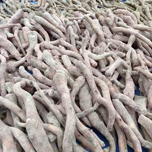 鄂魔一号杂交魔芋一代二代种子正宗云南杂交魔芋种子脱水消毒包邮