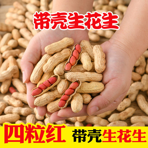 四粒红紫衣带壳生花生新福建龙岩原味新鲜花生米晒干农家特产