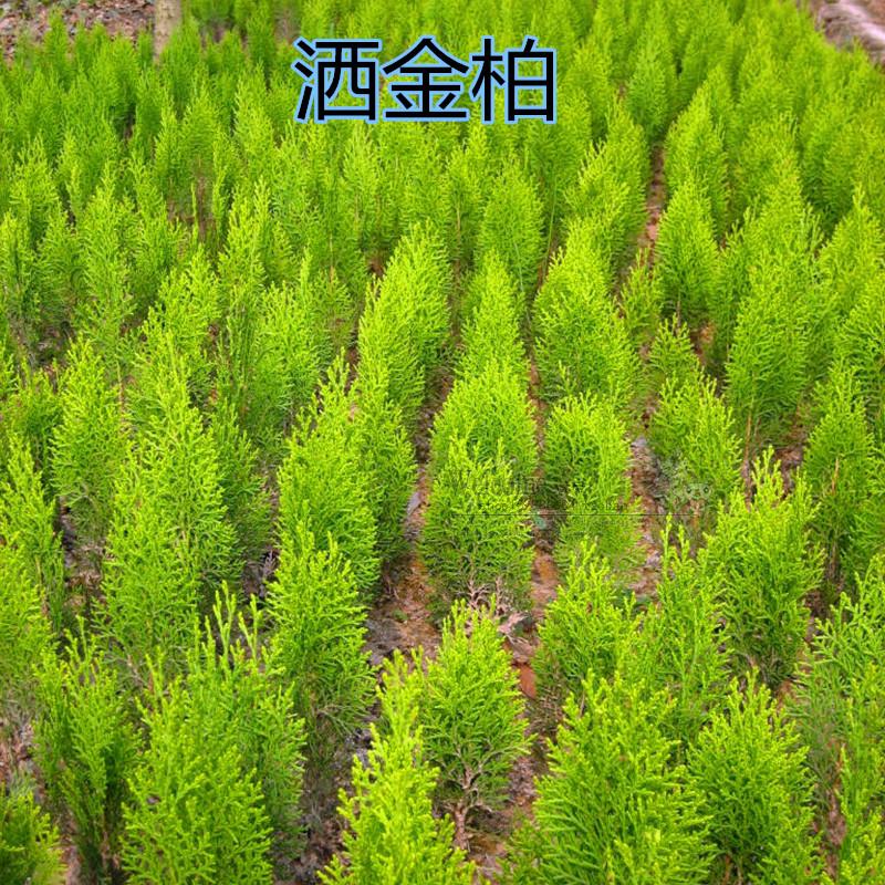 园林绿化苗木彩色树种侧柏苗侧柏树苗洒金柏树苗洒金柏苗四季常青