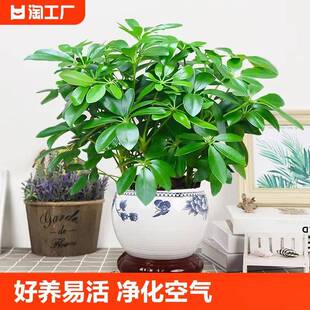 八方来财植物盆栽水培鸭脚木四季常青发财树大型室内绿植客厅