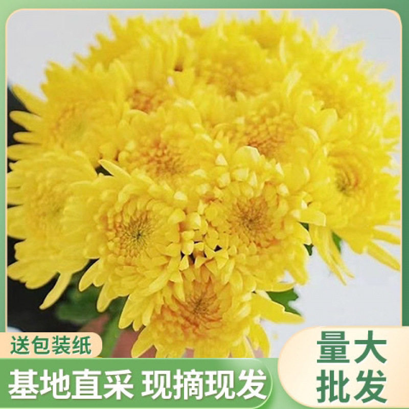 新鲜菊花白菊花江苏鲜花黄菊花黄菊直发白菊基地黄白菊花包邮