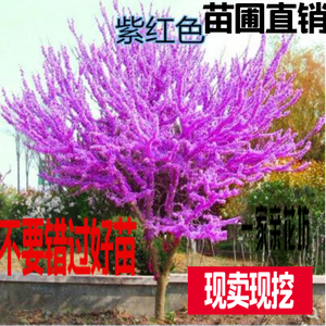 紫荆树苗 紫荆花苗 庭院植物绿化工程苗木紫荆花树苗 满条红樱花