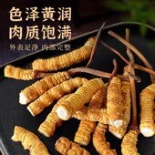 西藏山南地区高海拔野生特大断草肉草非那曲冬虫夏草 多买多送