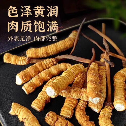 【处理断草】西藏高海拔野生特大断草肉草非那曲冬虫夏草