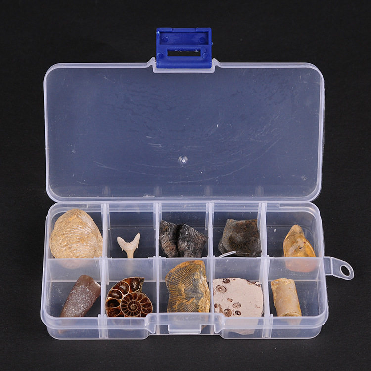 10种古生物化石标本盒三叶虫狼鳍鱼化石琥珀原石奇石摆件石头礼品