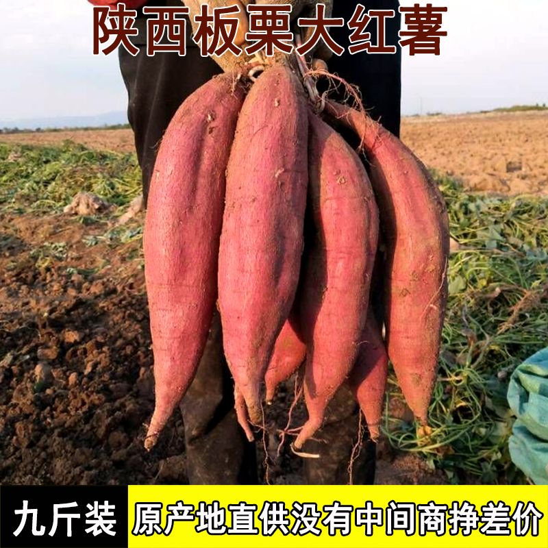陕西农家自种新鲜炸皮板栗大红薯地瓜番薯山芋非小香薯9斤包邮10