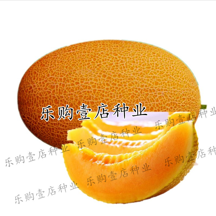 新疆脆甜黄皮哈密瓜种子
