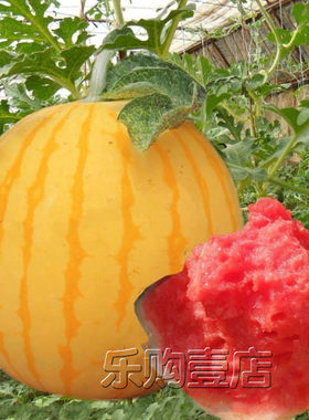 无籽黄皮红瓤黄瓤红黄肉西瓜种子