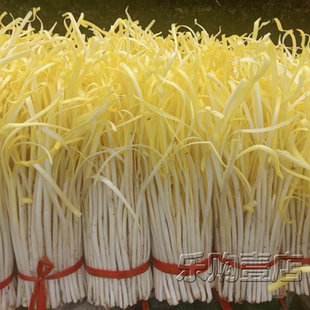 优质韭黄种子 财富韭黄种籽金杆黄抗寒抗病抗倒伏四季播蔬菜种孑