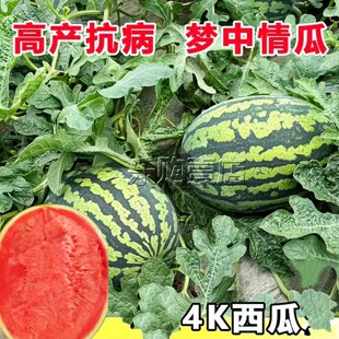 甜美4K西瓜种子全美2K甘美4K西瓜种西瓜种籽耐裂超甜脆爽皮薄多汁