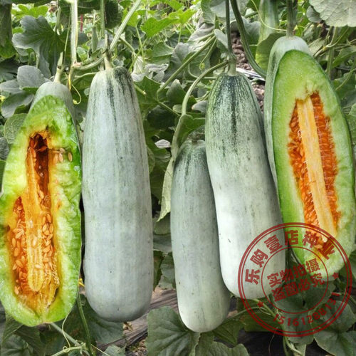 羊角蜜甜瓜种籽香瓜种子西瓜哈密