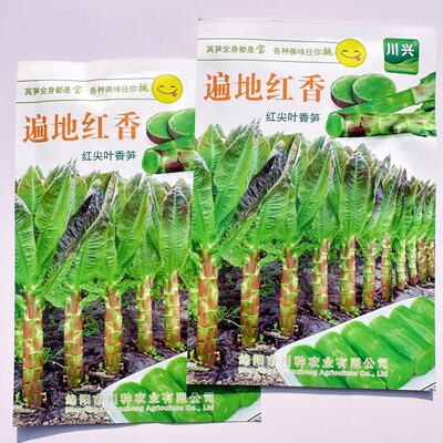 四季种植香型莴笋种耐热莴苣种子