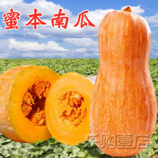 奶油早栗蜜本南瓜种子密本超甜粉面大果长南瓜种籽秘本蔬菜种苗孑