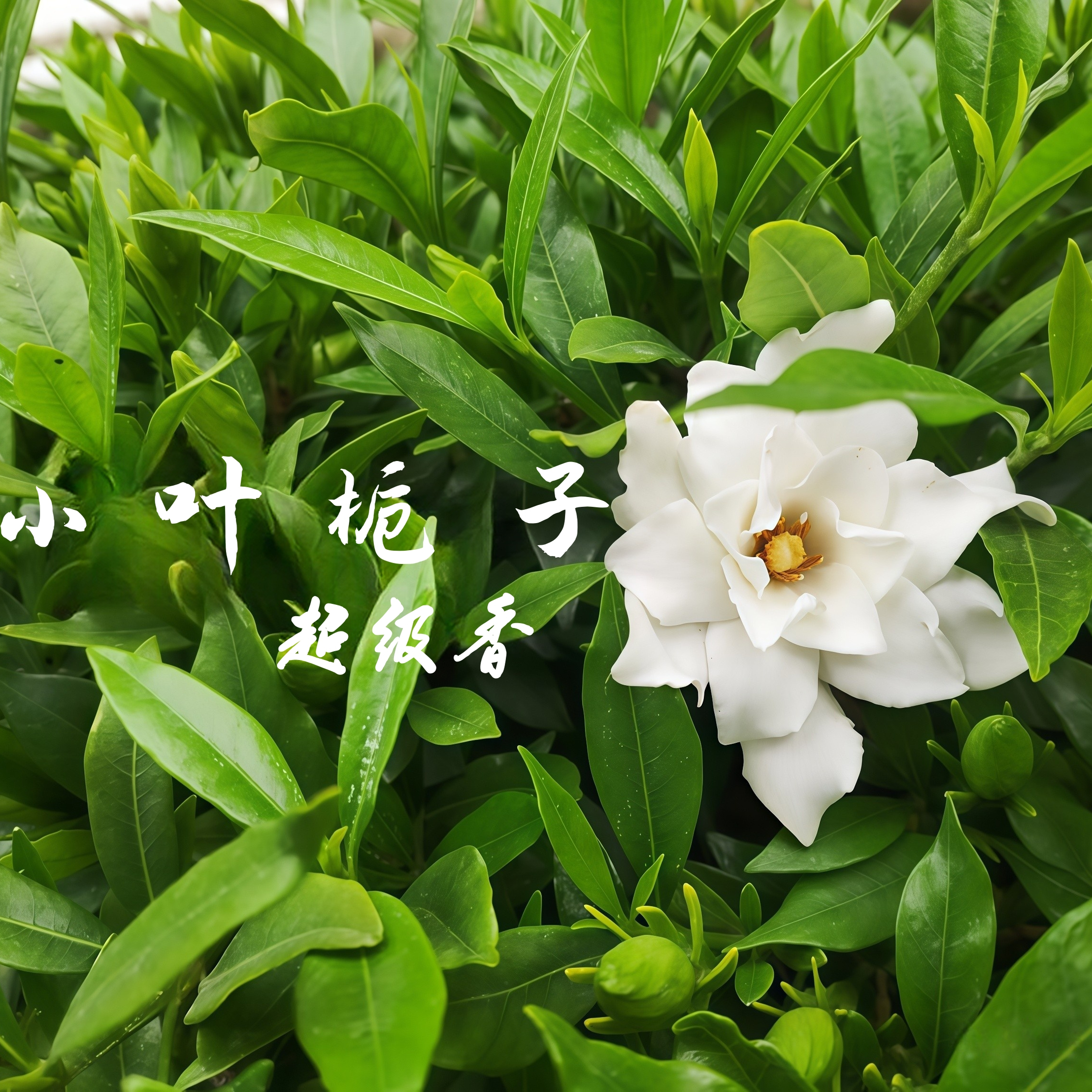 小叶栀子花室内花卉芳香绿植盆栽室内阳台办公室四季开花