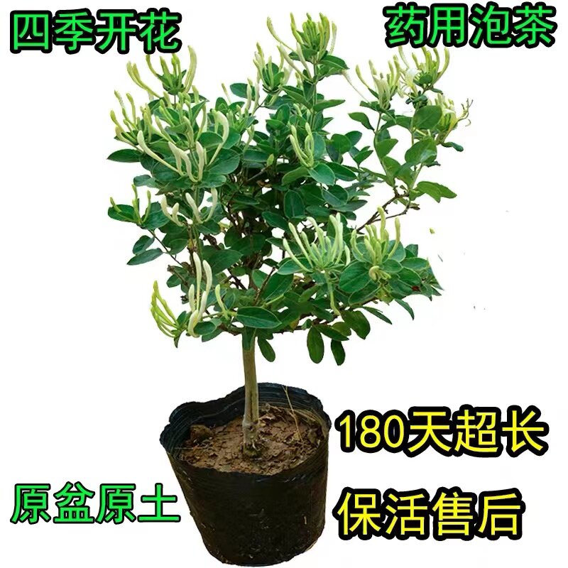 爬藤金银花苗树桩盆栽地栽绿植盆景红白四季金银花苗木盆栽老桩