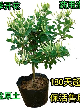 金银花苗盆栽地栽红白四季树桩