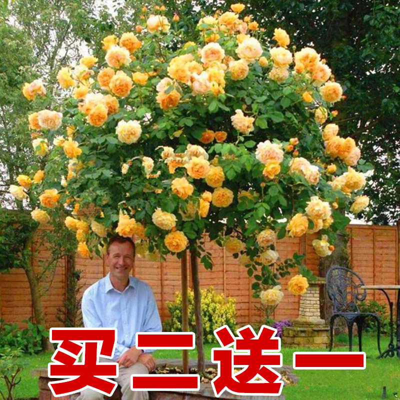 棒棒糖月季带花 树桩月季欧月 盆栽品种花卉棒棒糖状树状月季花苗