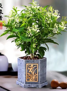 夜来香树苗盆栽四季蚊虫