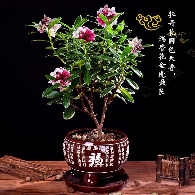 金边瑞香盆栽耐寒盆景花苗名贵花卉冬季开花净化空气四季常青植物