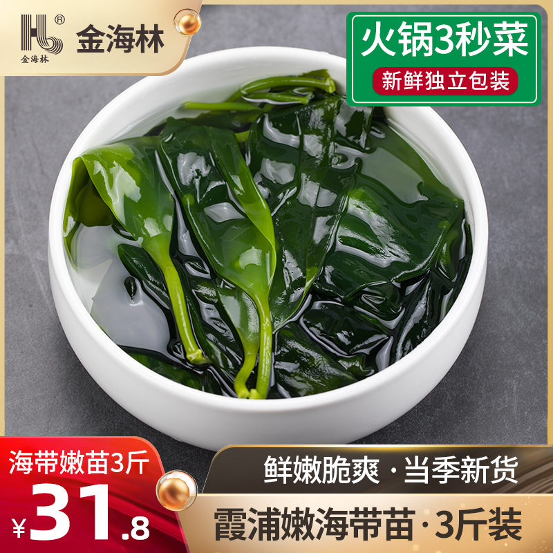 金海林3斤海带苗嫩霞浦新鲜