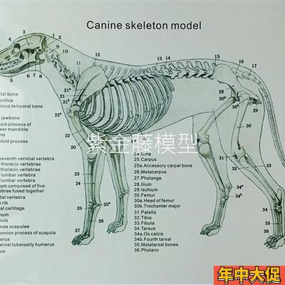 狗骨架动物骨骼犬科犬骨架犬骨骼宠物犬兽医教仪动物教学模型优惠