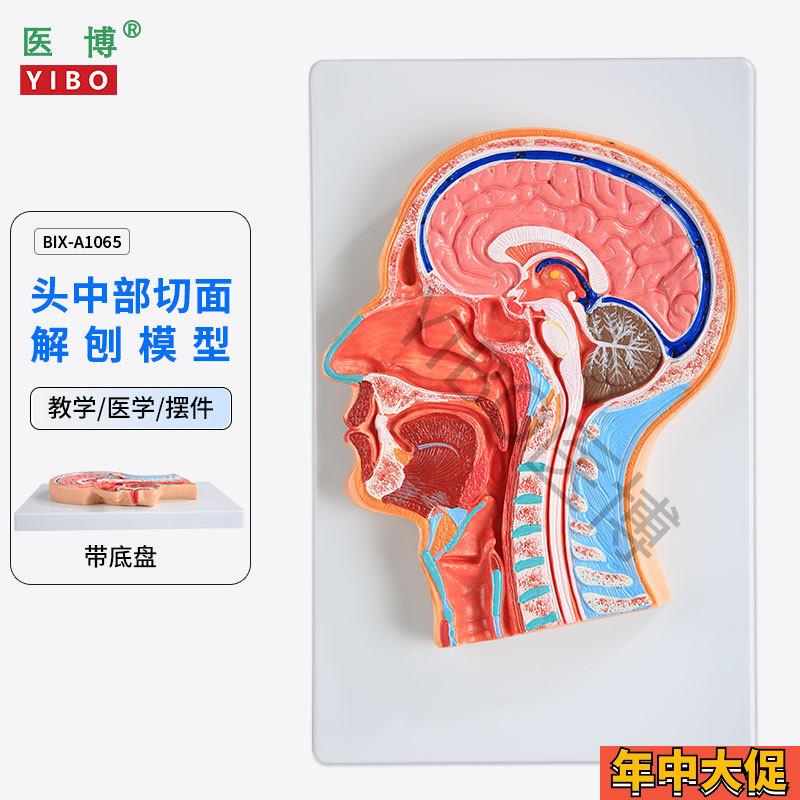 医博BIX-A1065人体头部切面展示模型
