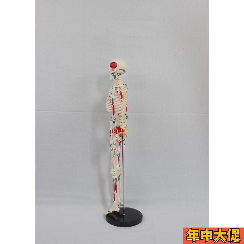 85CM附全身肌肉起止带椎间盘神经骨骼 人体骨骼模型