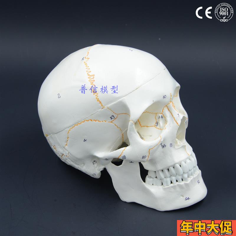 普信 1比1真人大小头骨模型 成人颅骨 头颅模型 解剖 画室写生