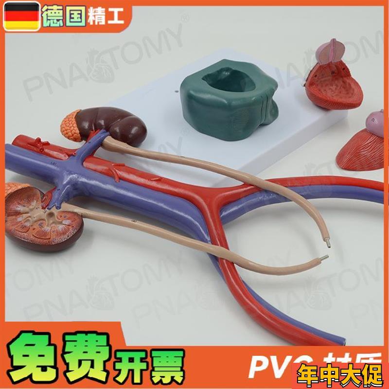 德国】人体膀胱肾脏输尿管尿道泌尿生殖系统动静脉解剖模型 泌尿