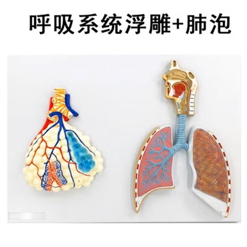 人体呼吸系统解剖模型 r肺解剖呼吸系统浮雕模型 肺泡放大解剖模